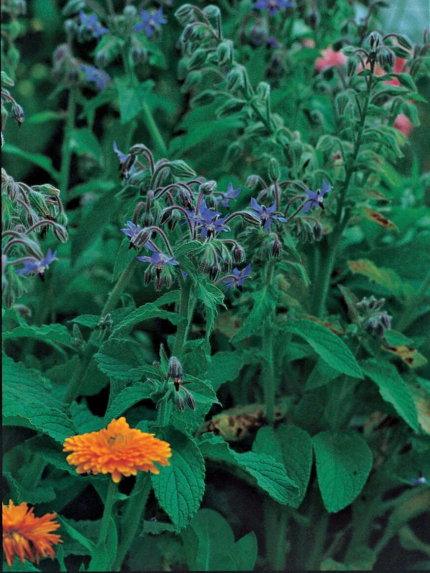 Borage Azure Blue Seeds